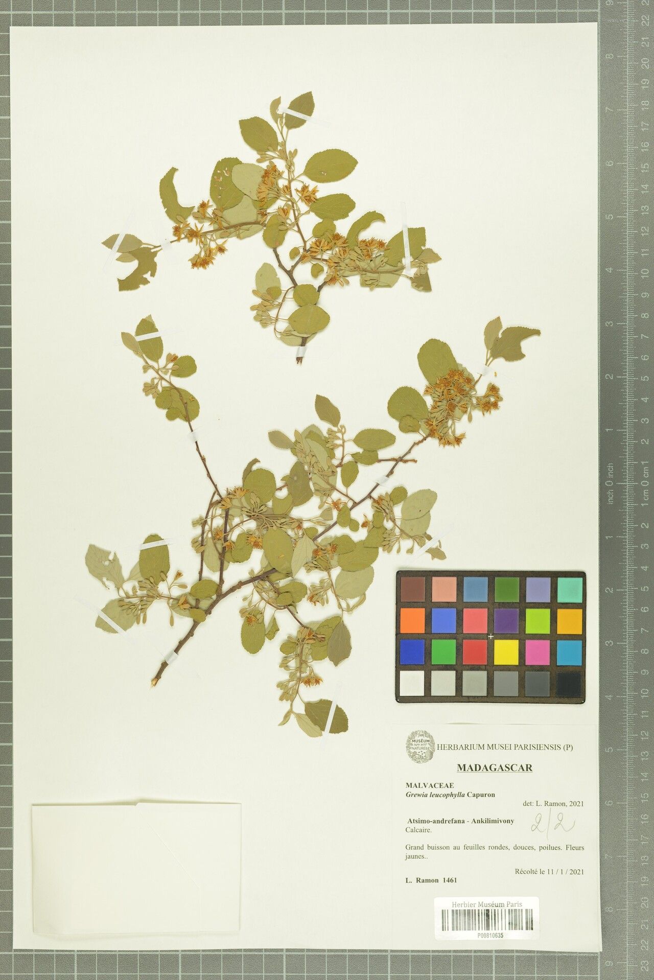 Grewia leucophylla — houseplant care guide