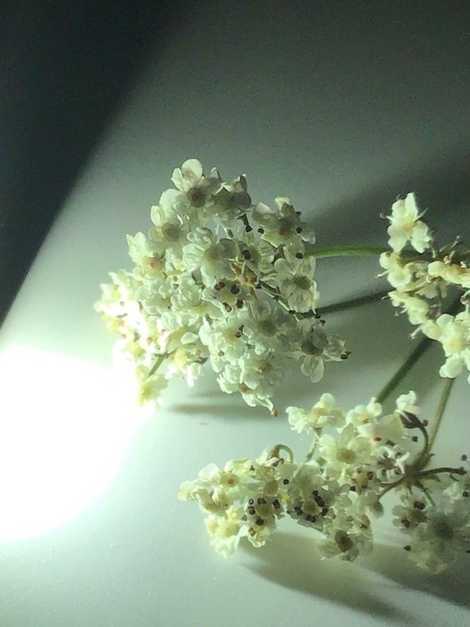 Seseli montanum flower