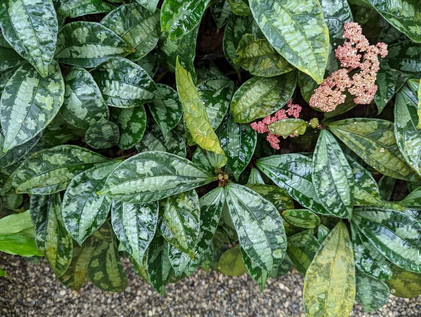 Elatostema latifolium habit