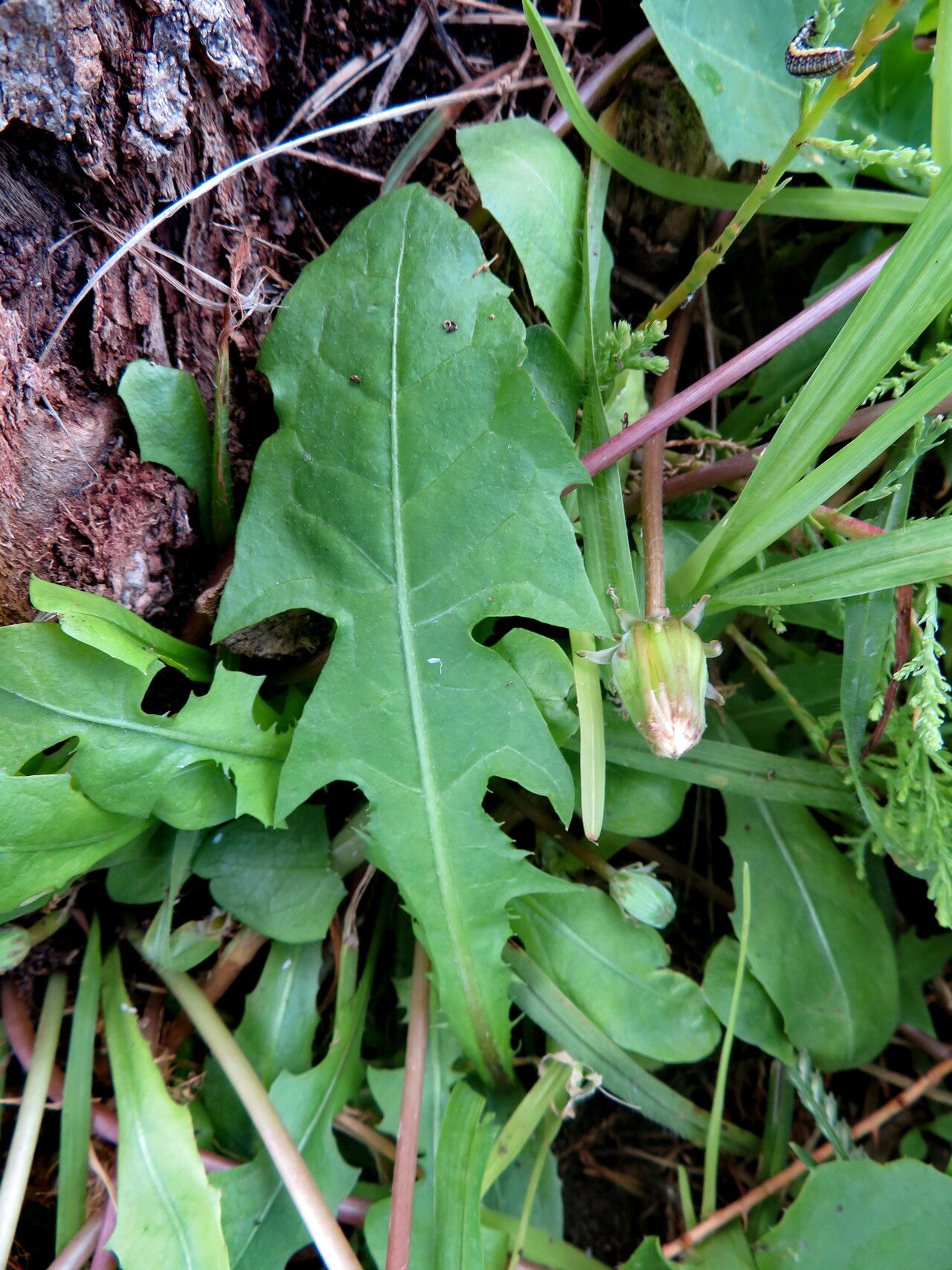 Taraxacum megalorrhizon — search result for 'Taraxacum'