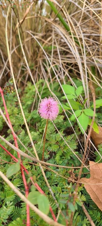 Mimosa Quadrivalvis flower