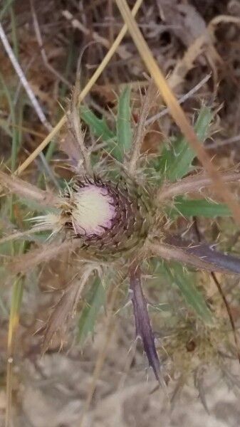 Atractylis humilis fruit