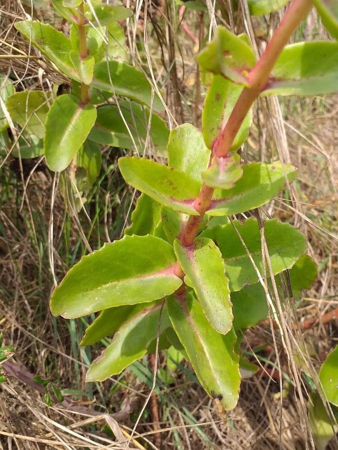 Hylotelephium maximum leaf