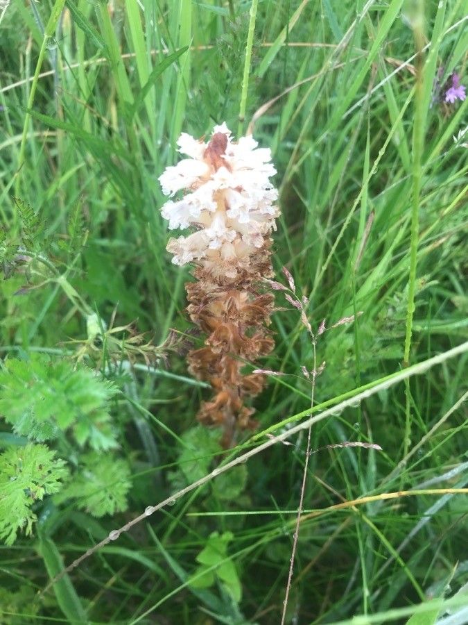 Orobanche picridis flower
