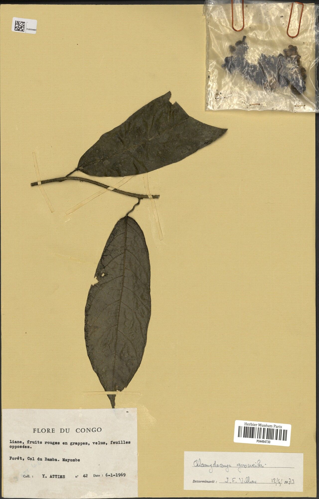 Pyrenacantha gossweileri — houseplant care guide