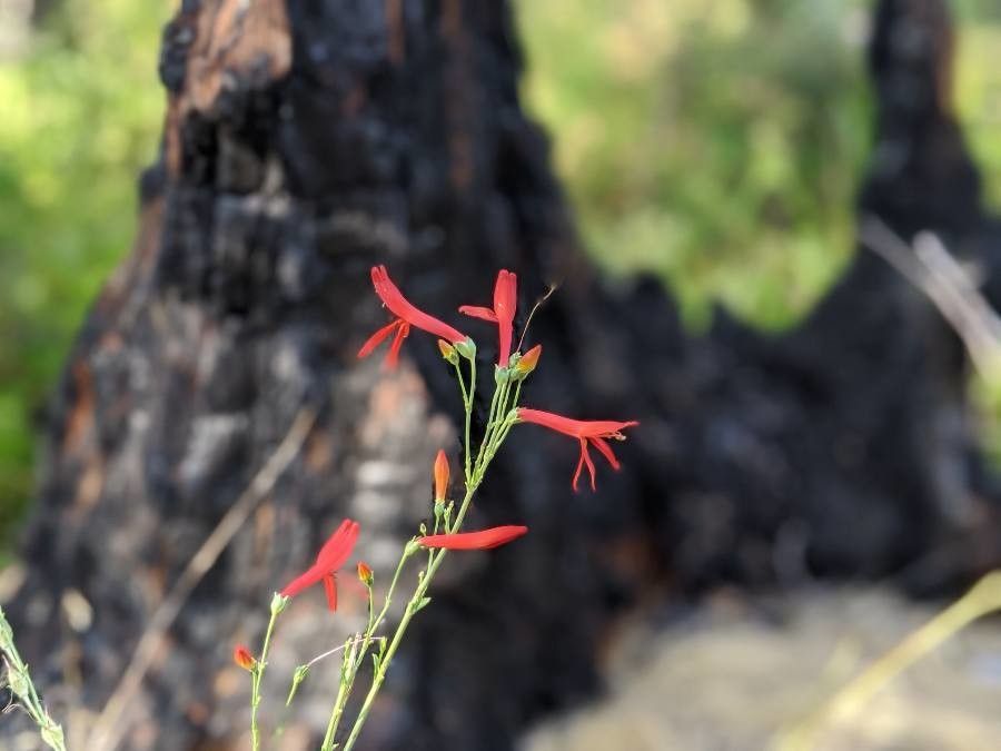 Keckiella ternata — search result for 'Penstemon'