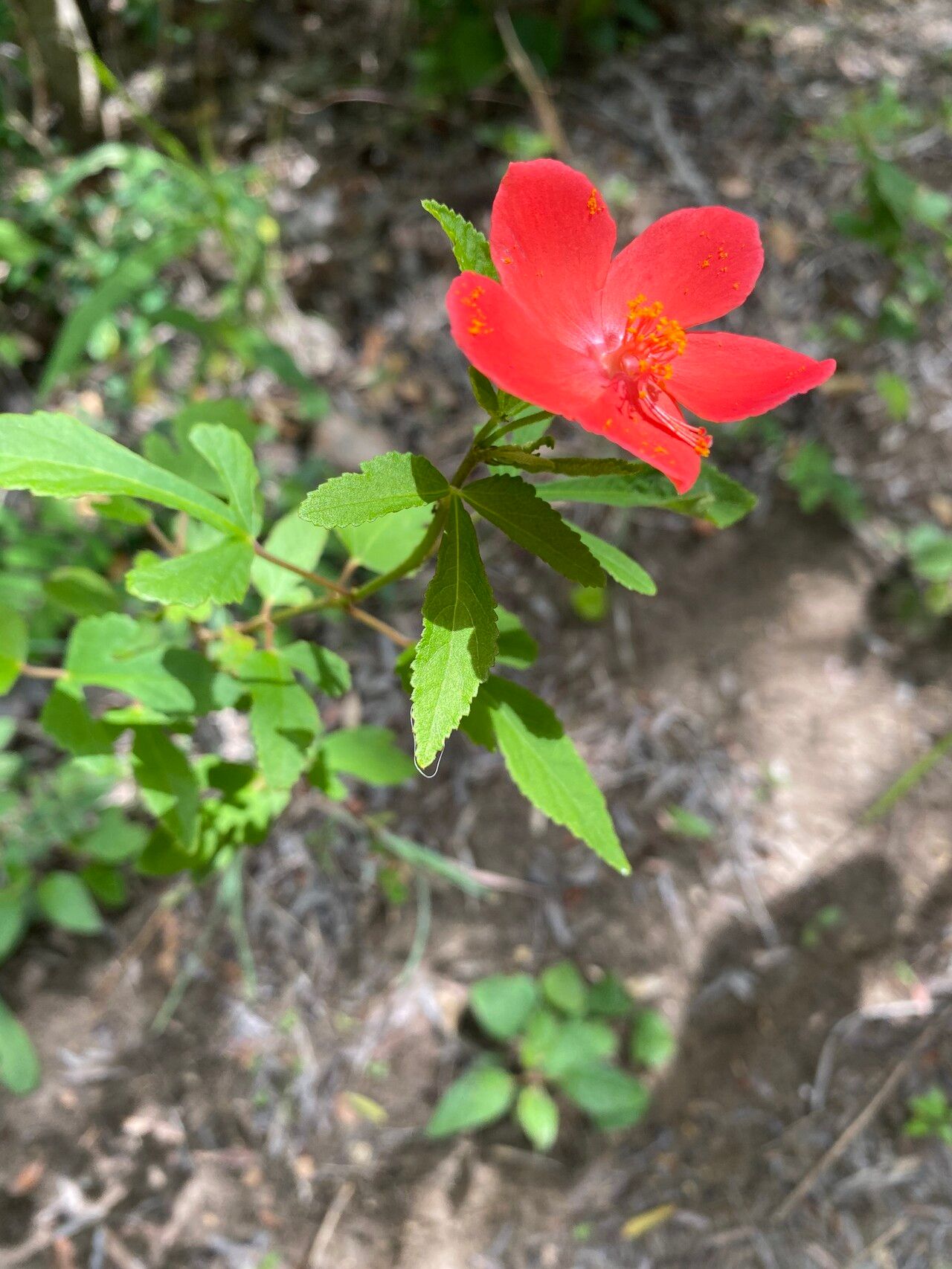 Hibiscus ferrugineus flower