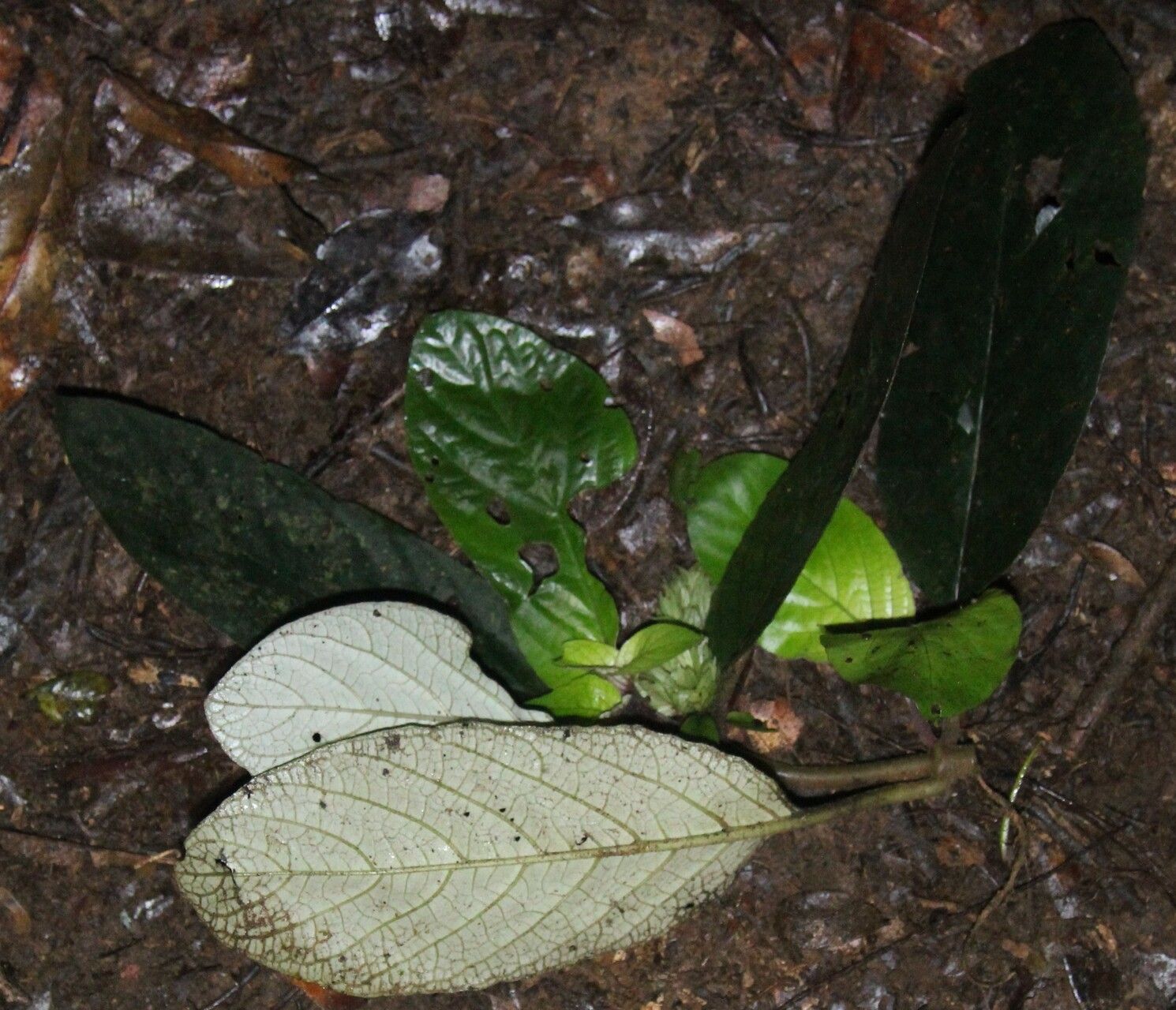 Staurogyne bicolor habit