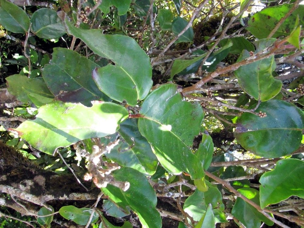 Xylosma vincentii habit