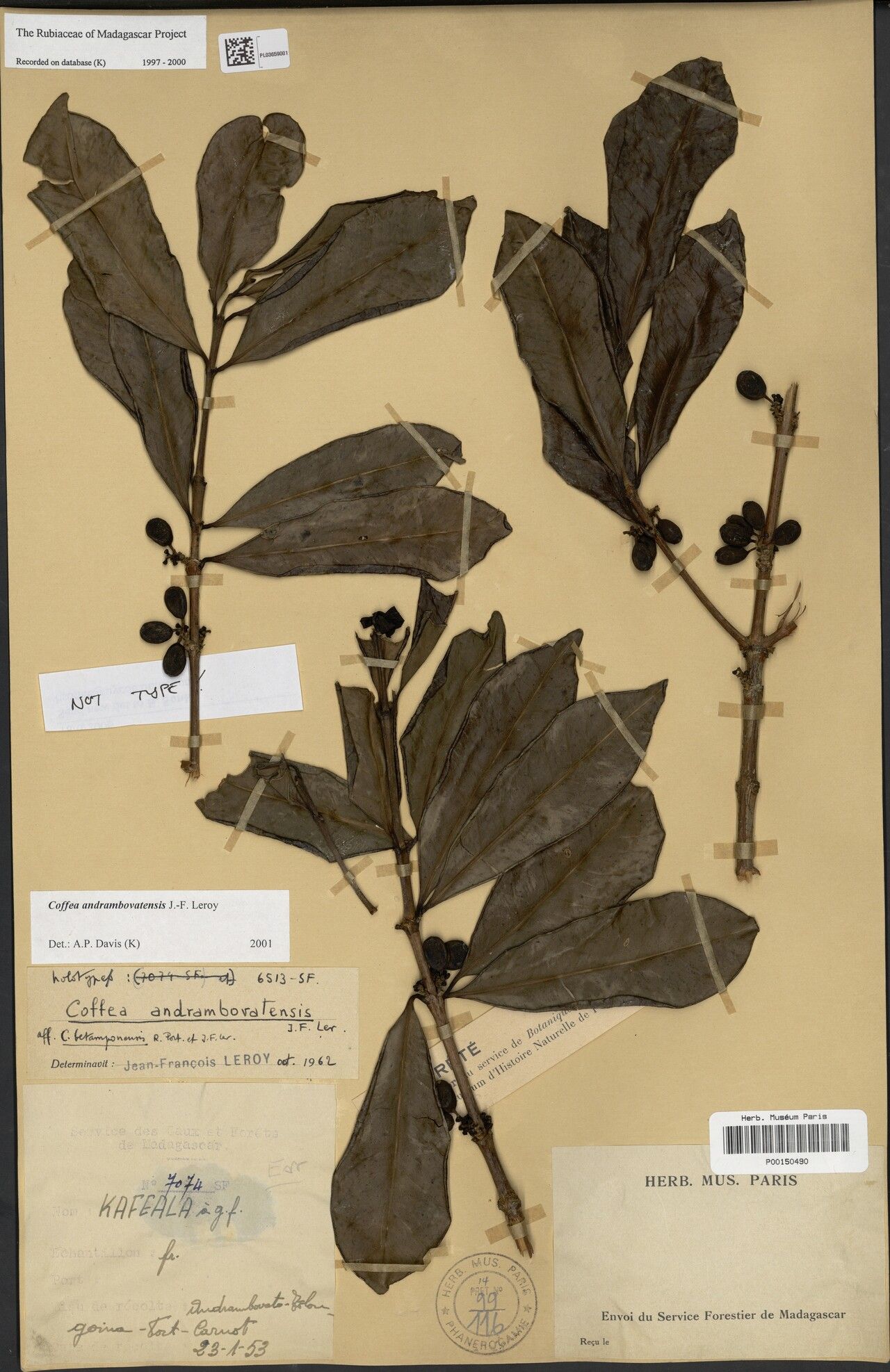 Coffea andrambovatensis — search result for 'Coffea'