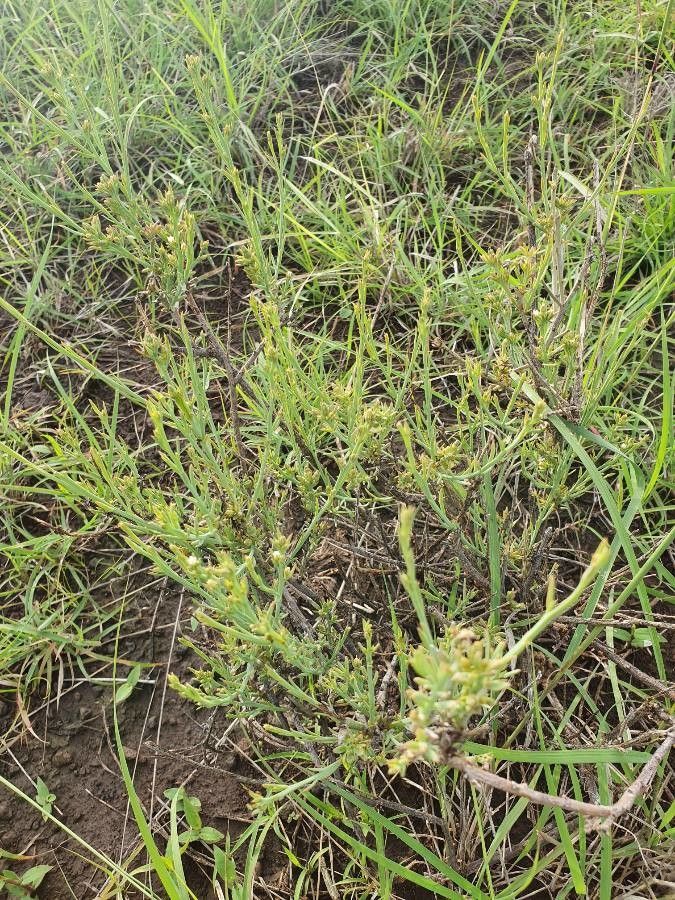 Thesium stuhlmannii habit