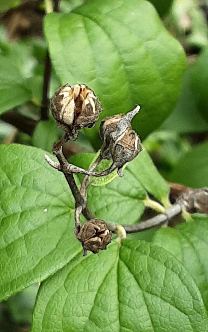 Philadelphus × virginalis fruit