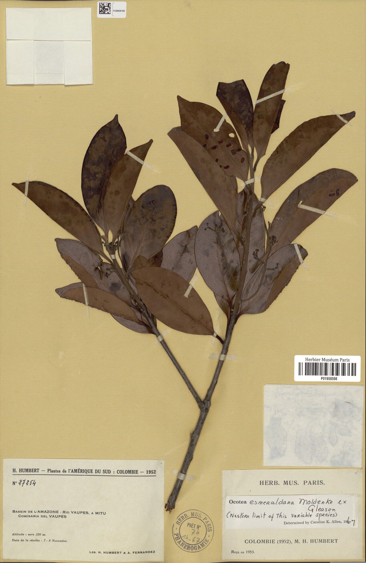 Ocotea esmeraldana — houseplant care guide