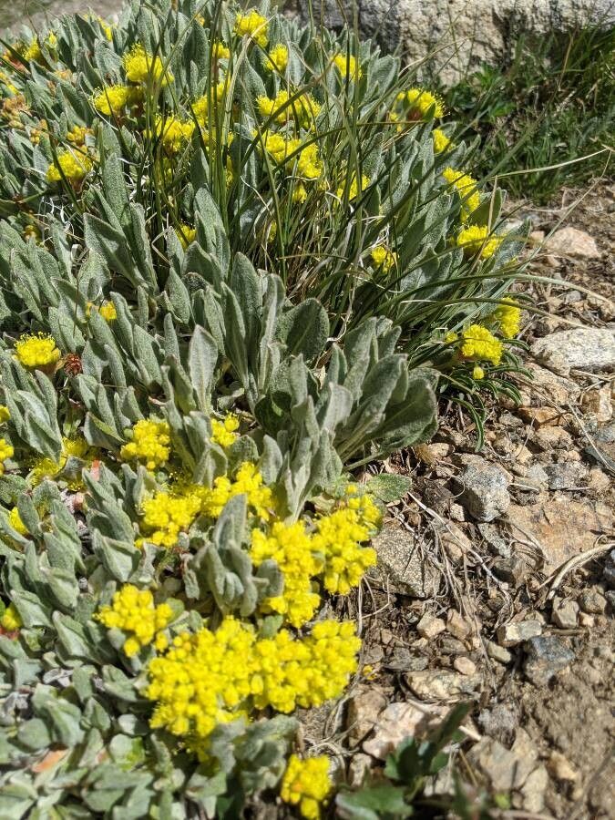 Eriogonum diclinum — search result for 'Eriogonum'