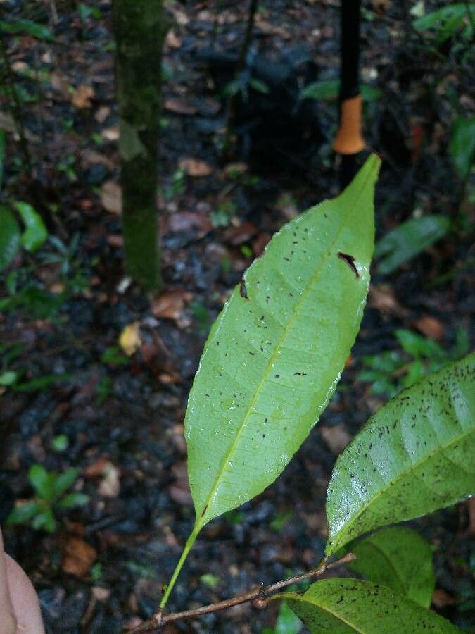 Sacoglottis cydonioides leaf
