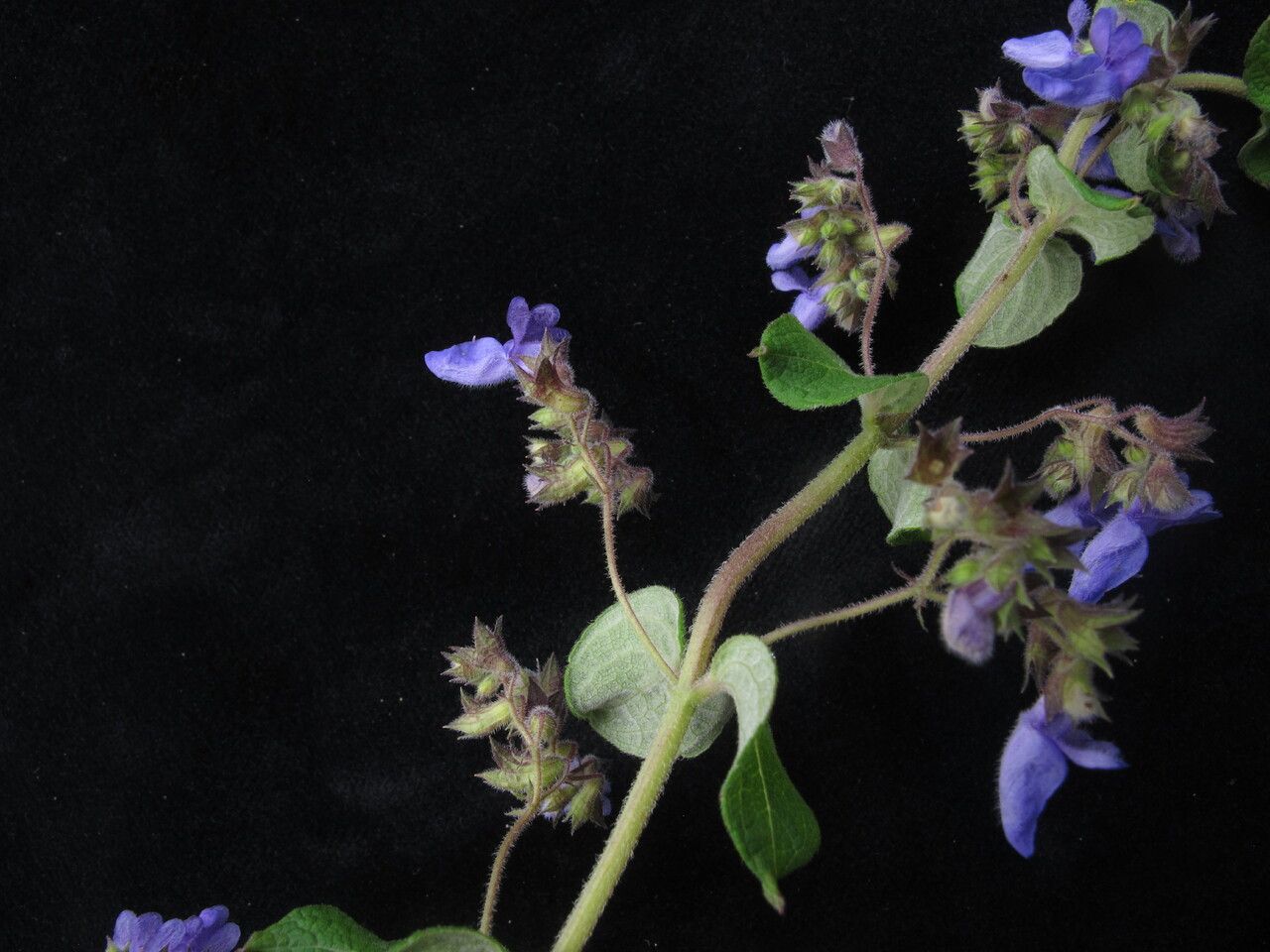 Isodon namikawanus — houseplant care guide