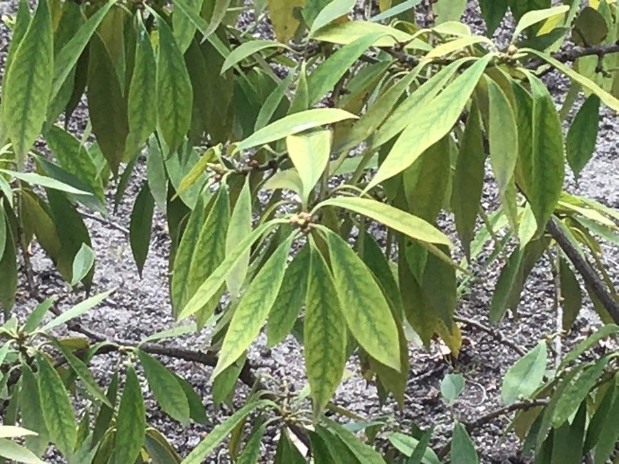 Illicium henryi — search result for 'Schisandraceae'