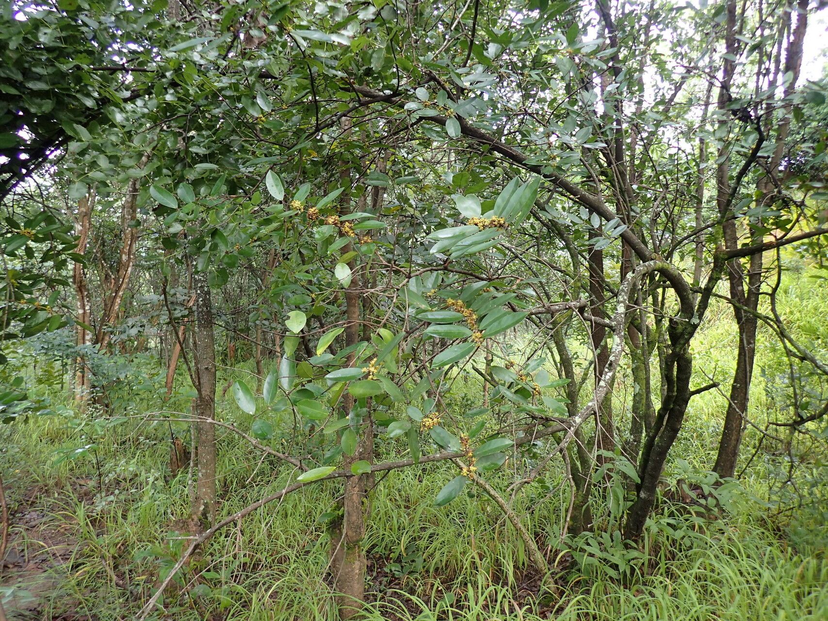Salacia rhodesiaca habit