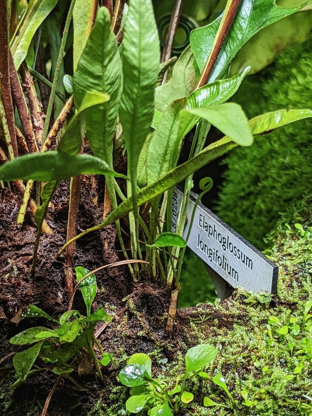 Elaphoglossum longifolium other