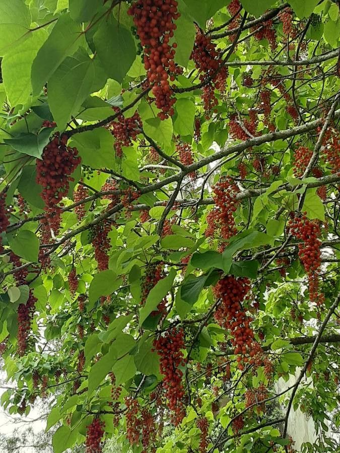 Idesia polycarpa fruit