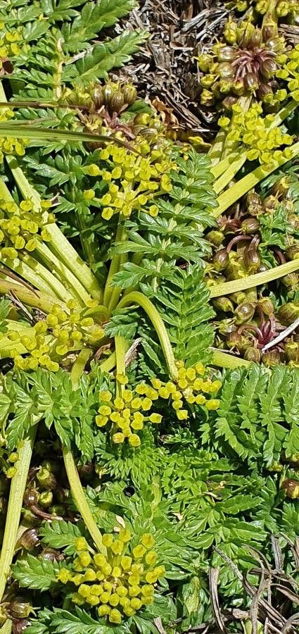 Haplosciadium abyssinicum — houseplant care guide