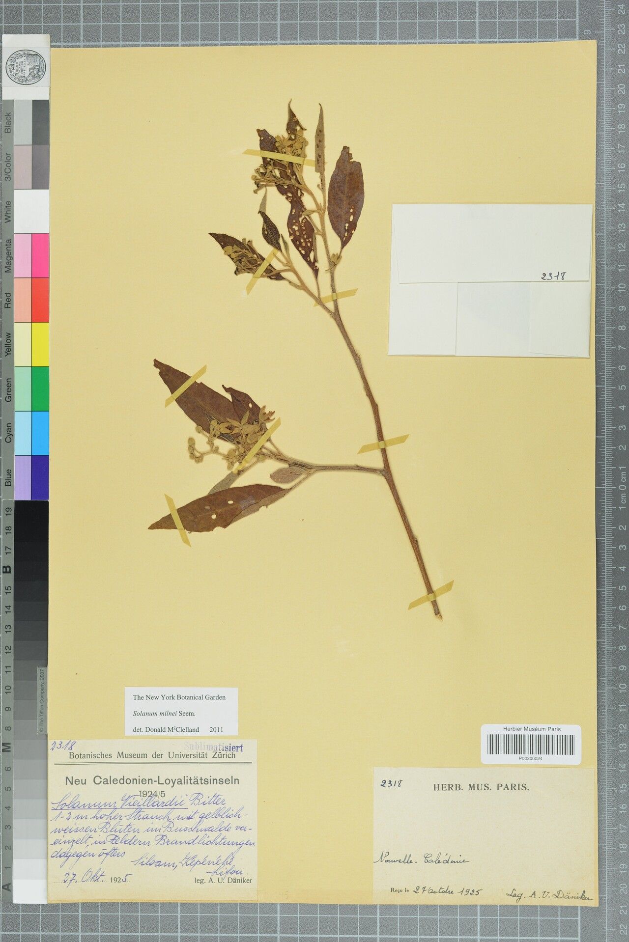 Solanum milnei — houseplant care guide