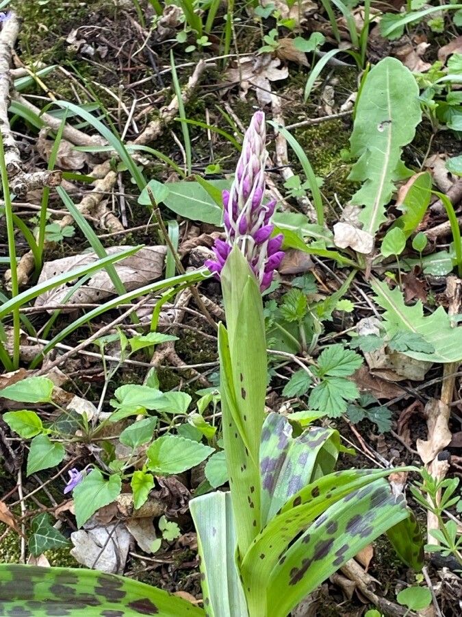 Orchis mascula flower