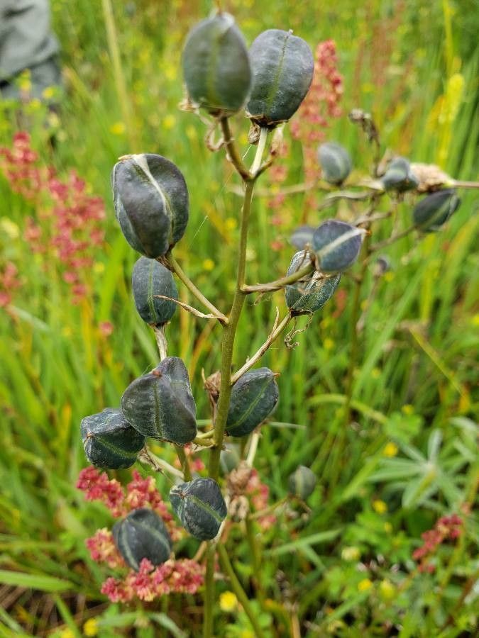 Camassia quamash fruit