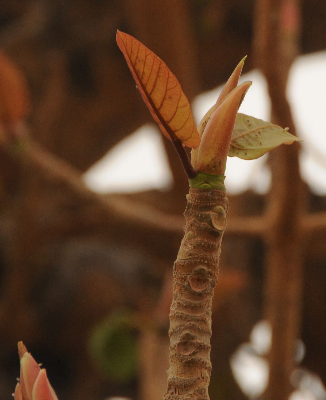 Ficus platyphylla bark