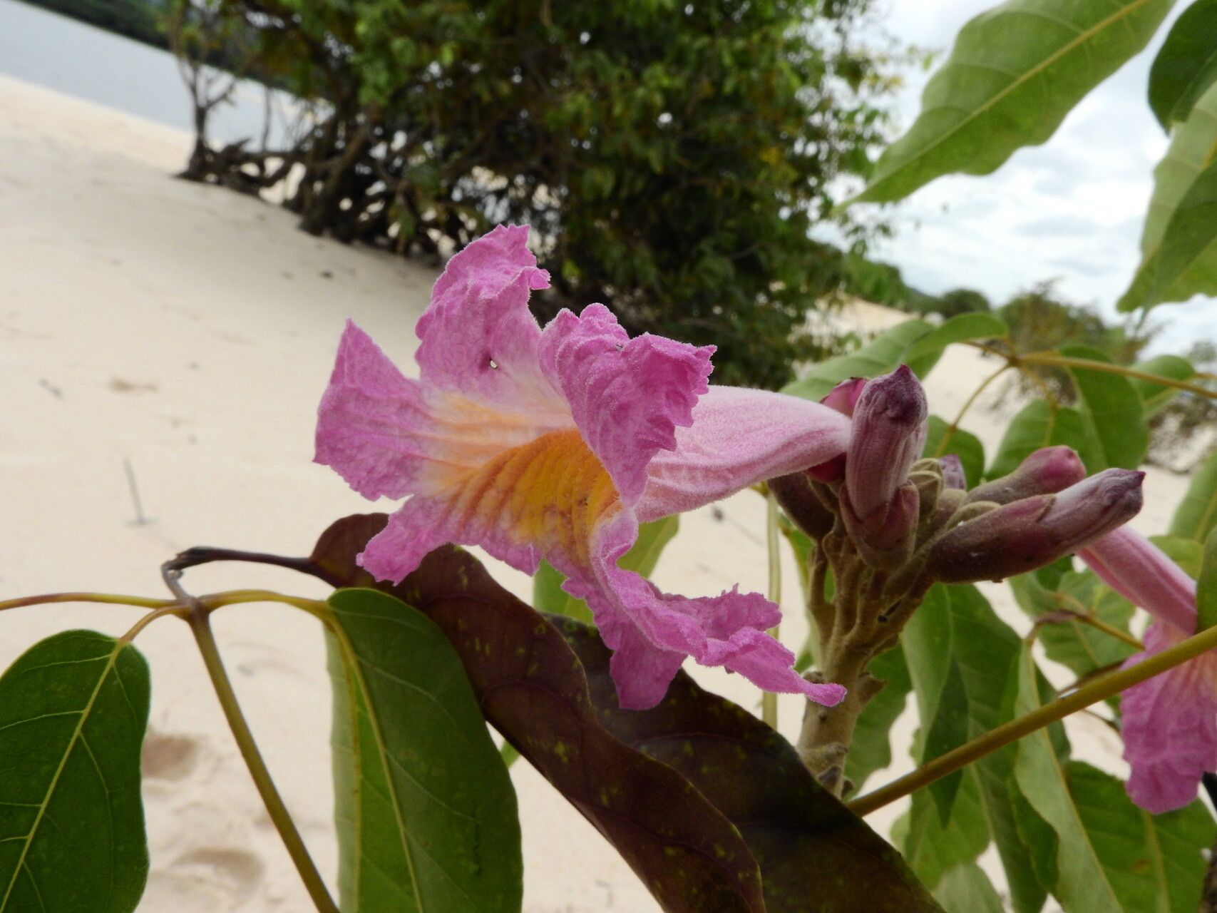 Handroanthus barbatus — related species from the same genus