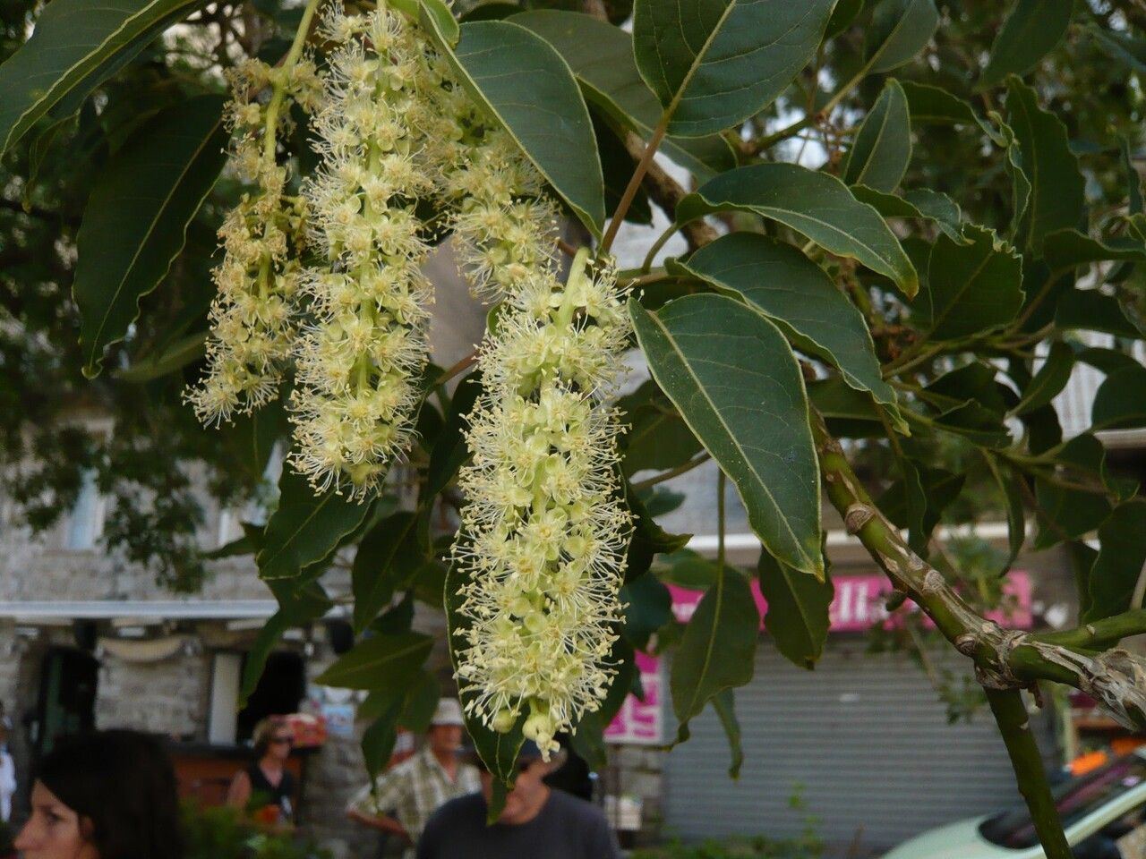 Phytolacca dioica flower