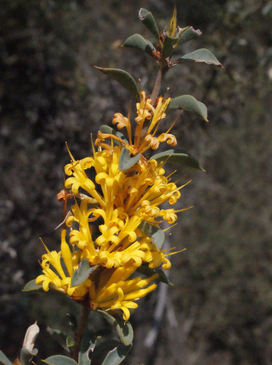 Lambertia ilicifolia other