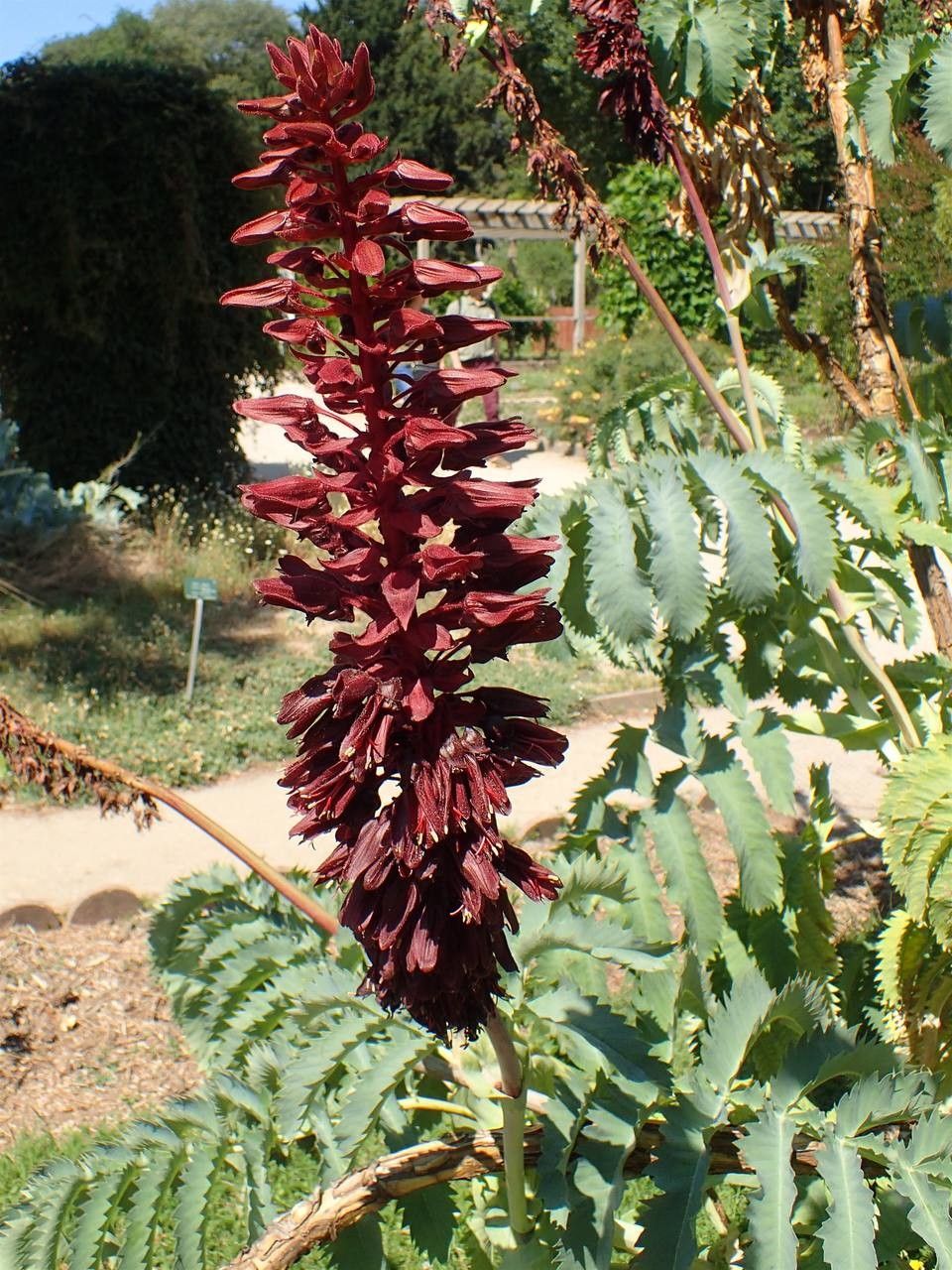 Melianthus major fruit