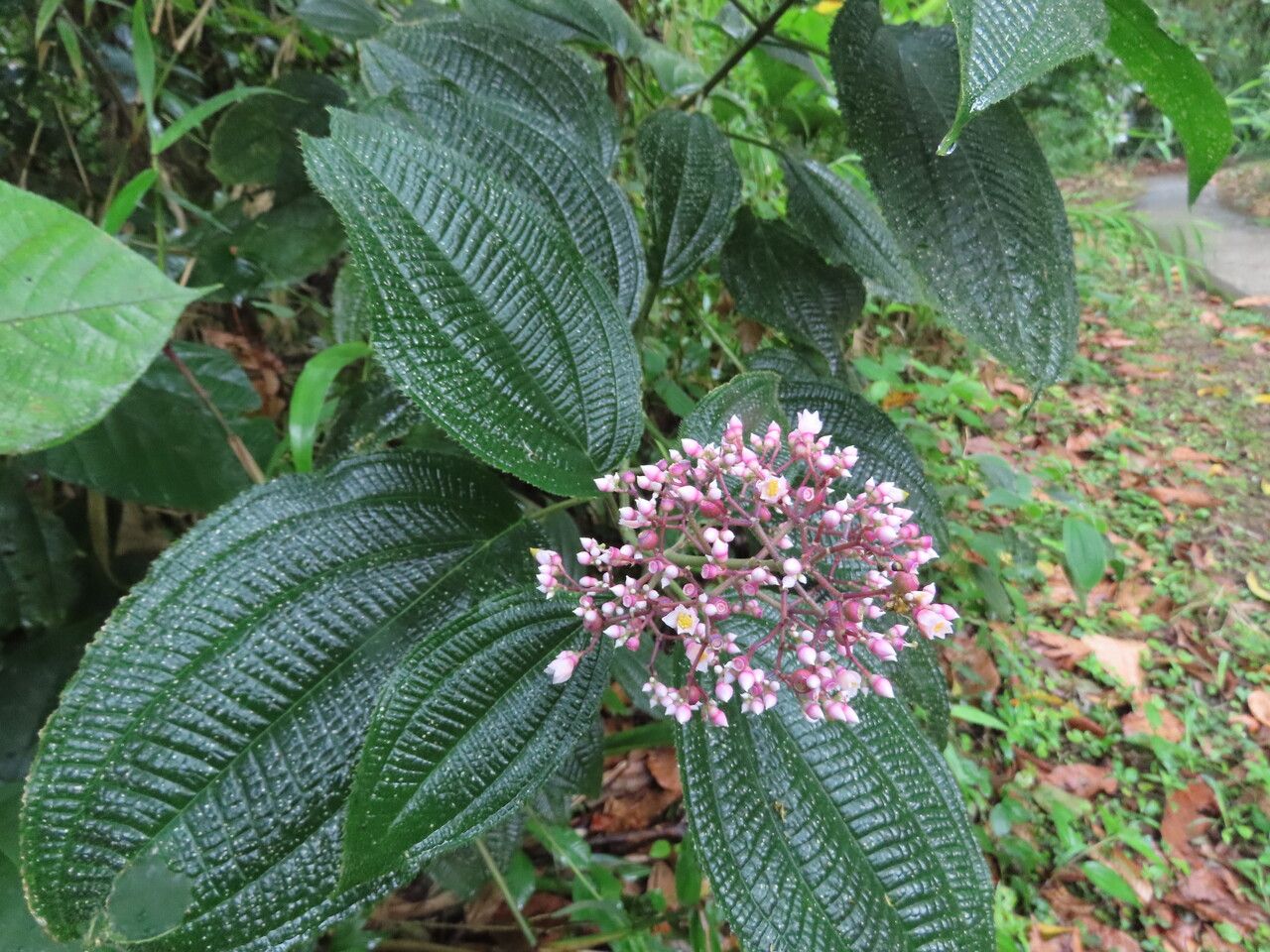Miconia subcrustulata flower