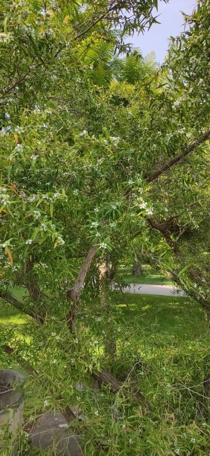 Leptospermum continentale habit