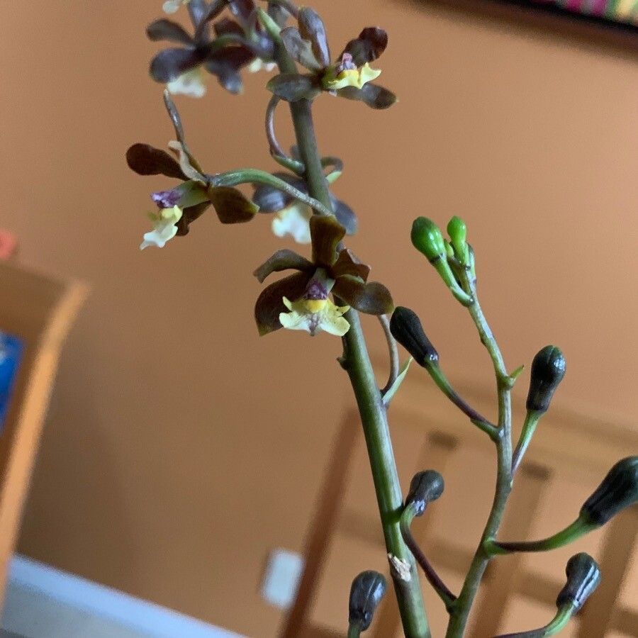 Prosthechea varicosa flower