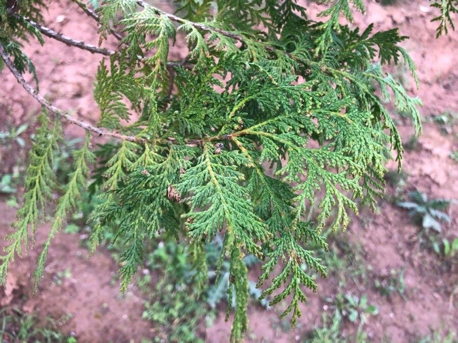 Chamaecyparis formosensis