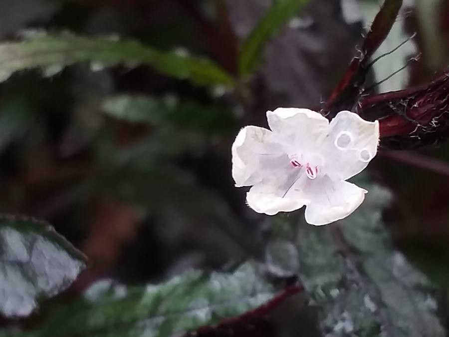 Hemigraphis repanda flower