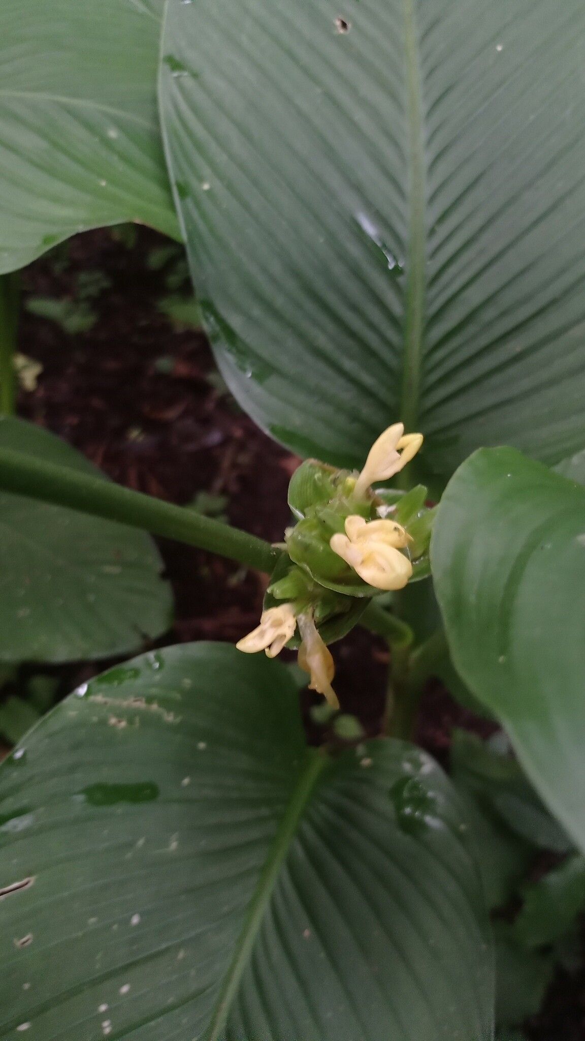 Goeppertia allouia flower