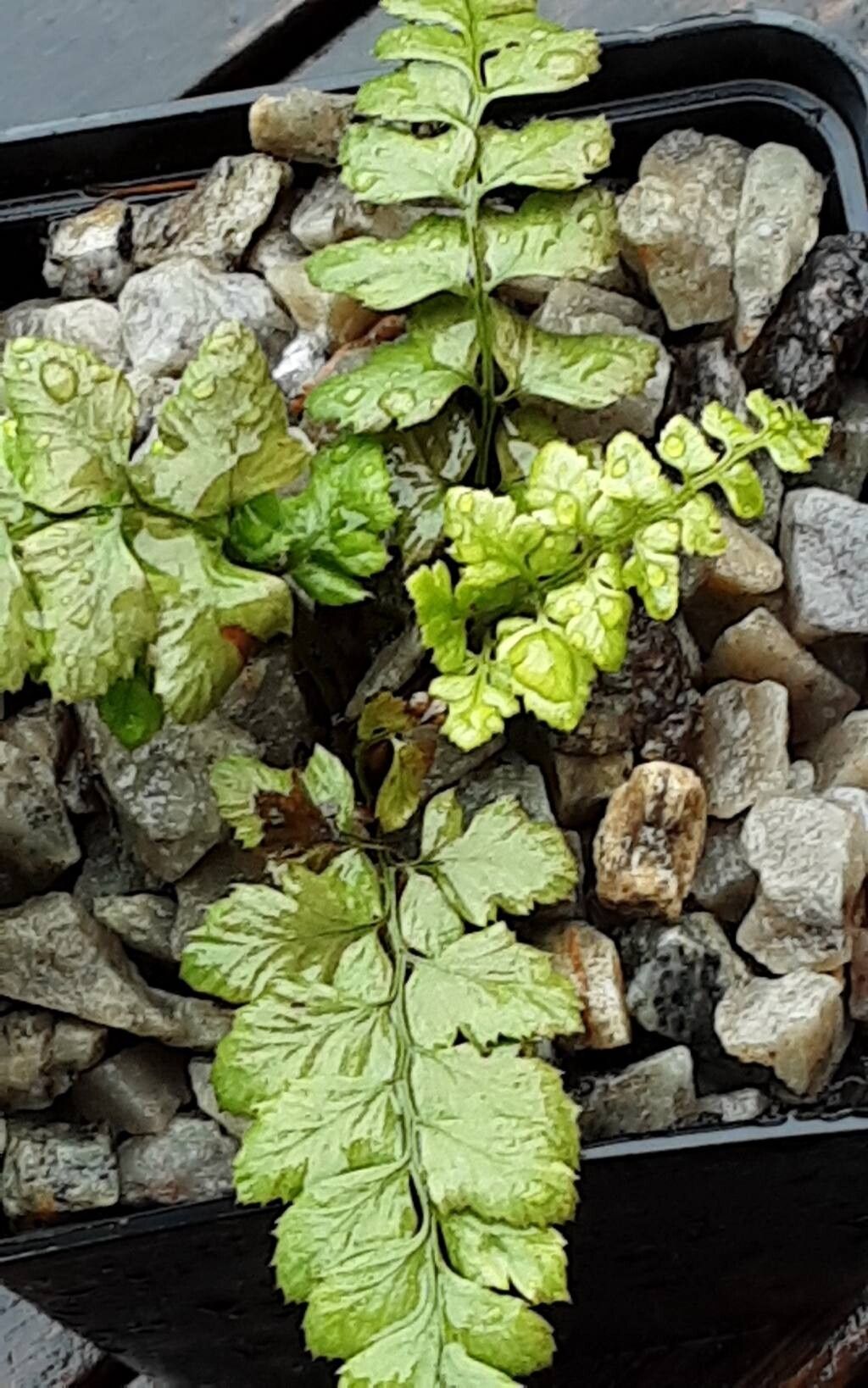 Polystichum otophorum habit