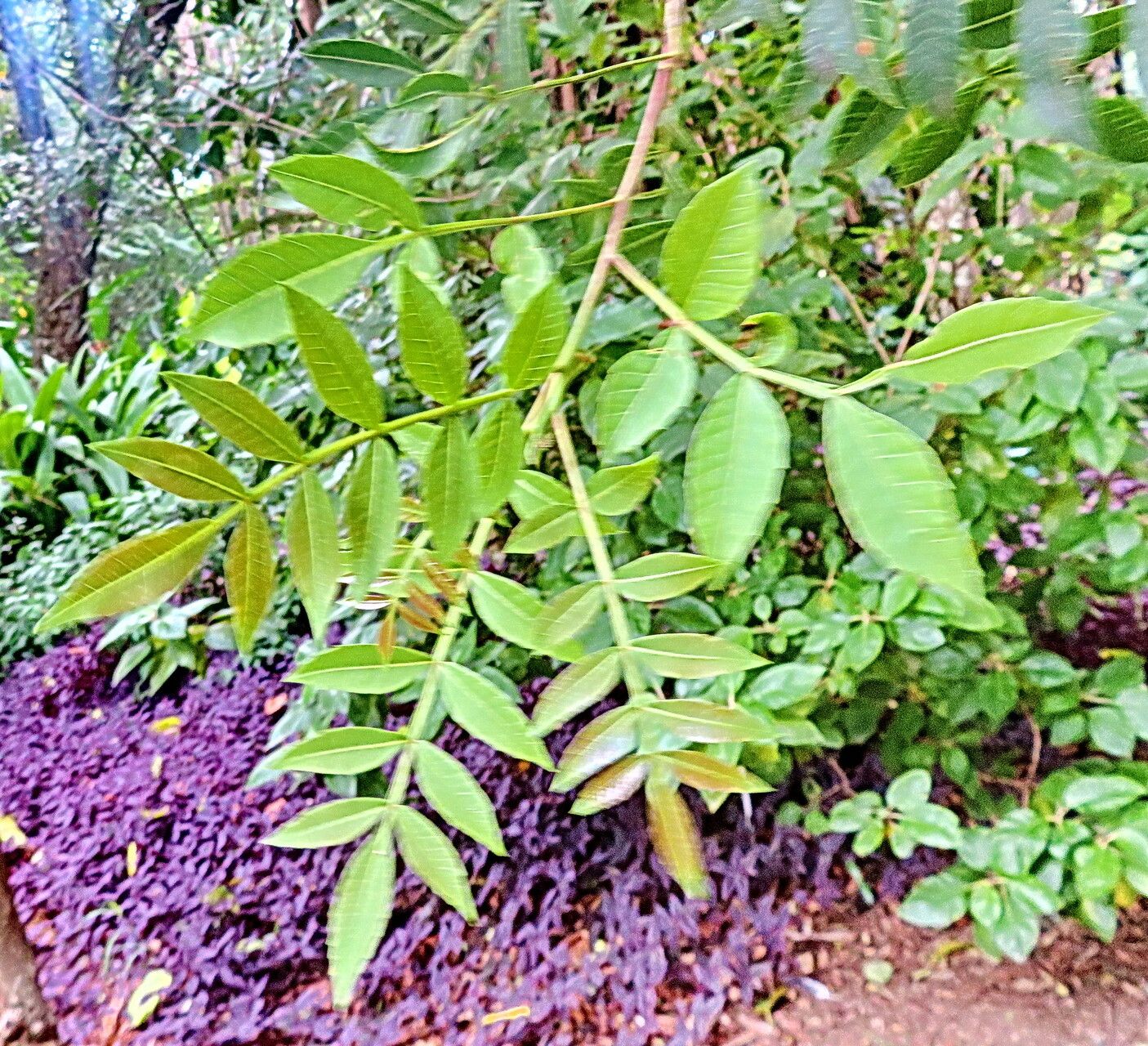 Spirotheca rivieri leaf