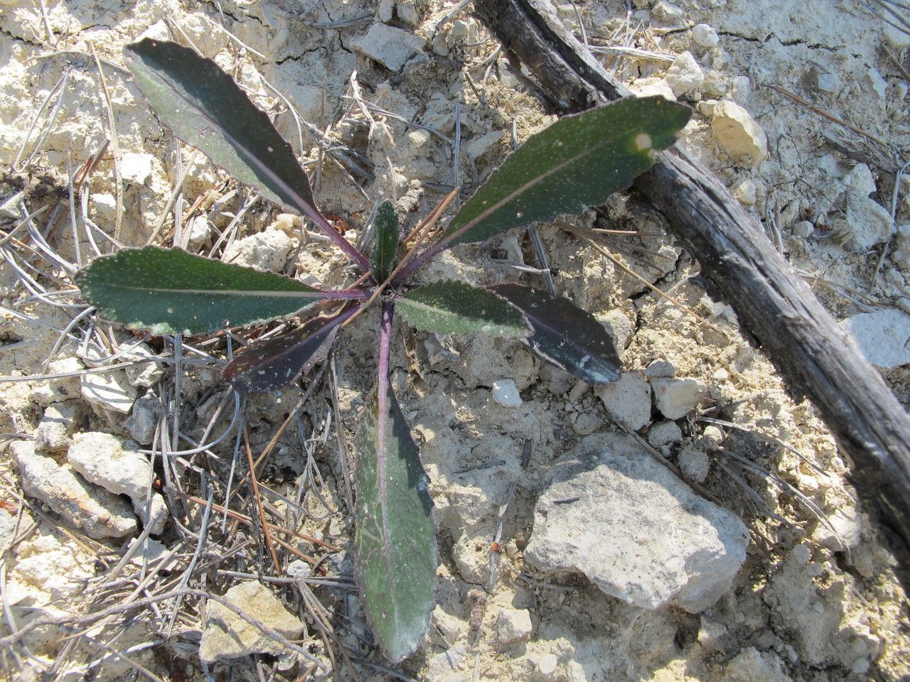 Brassica elongata leaf