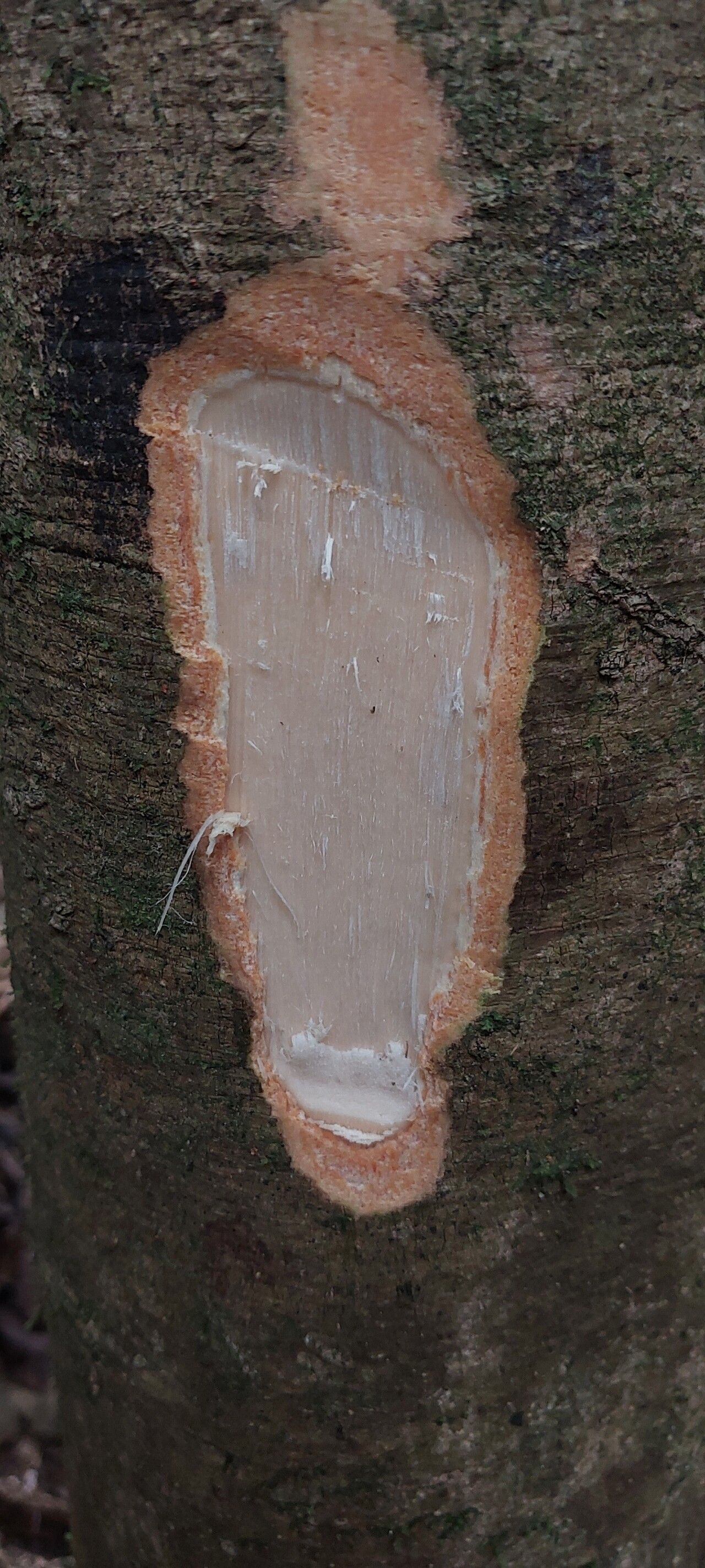 Homalium letestui bark