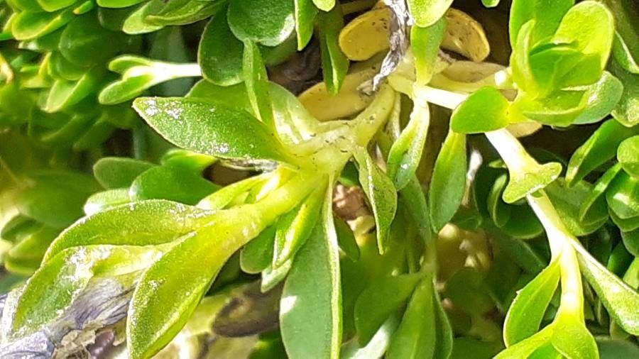 Gentiana orbicularis leaf