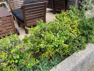 Eurya emarginata habit