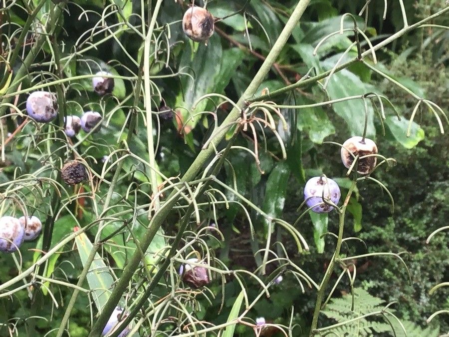 Dianella tasmanica fruit