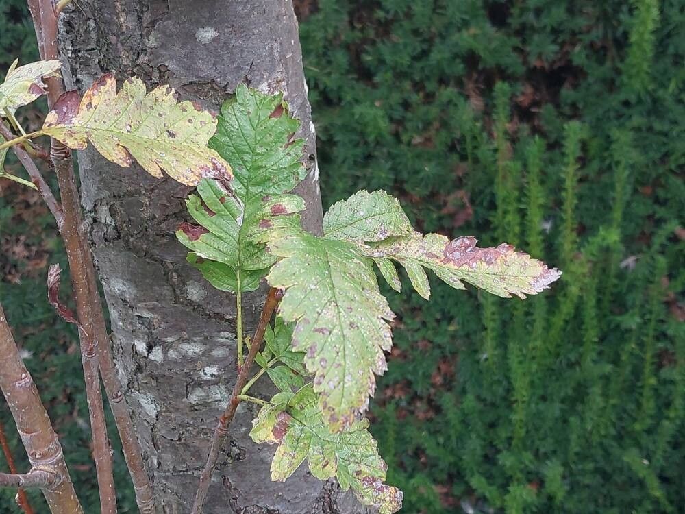 Hedlundia thuringiaca leaf