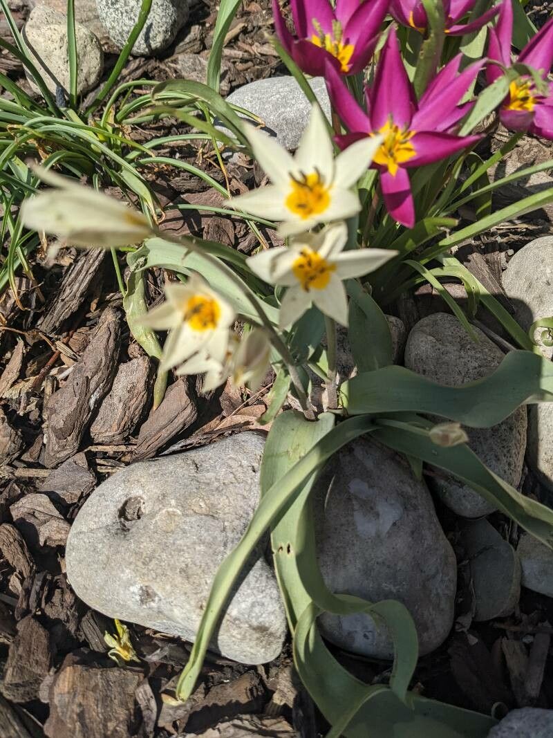 Tulipa turkestanica — search result for 'Tulipa'