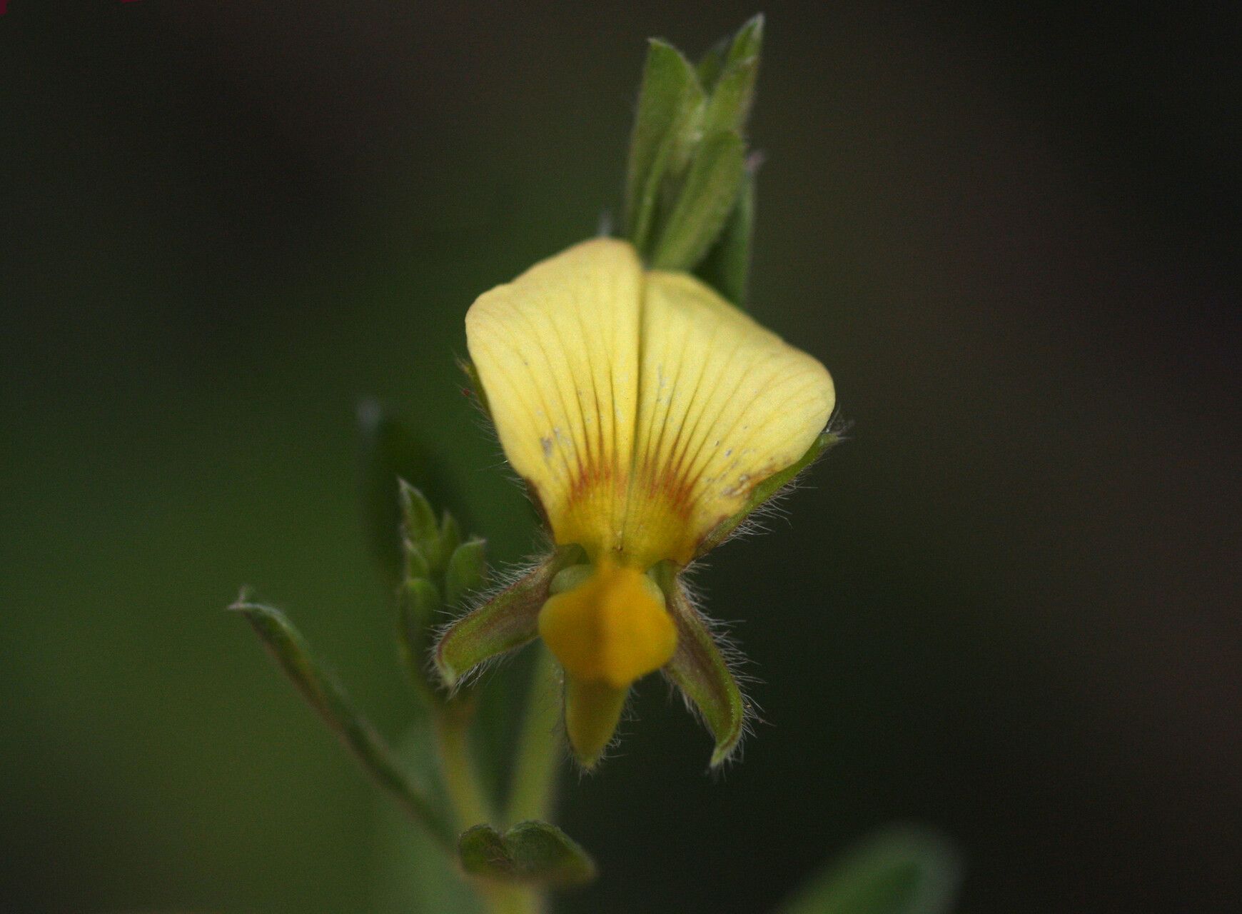 Crotalaria caudata flower
