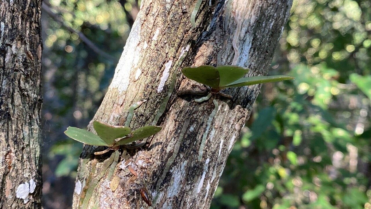 Aerangis divitiflora bark